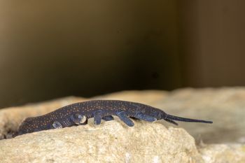Media type: image;   Invertebrate Zoology 168055 Description: Digital photograph of specimen in life.;